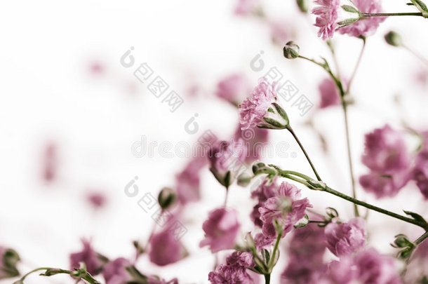 娇艳的紫罗兰花
