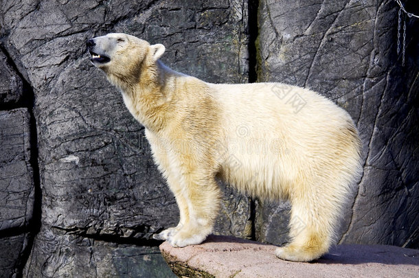 动物南极北极的熊野兽