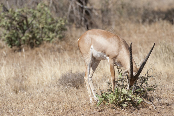 非洲的安波塞利动物羚羊灌木