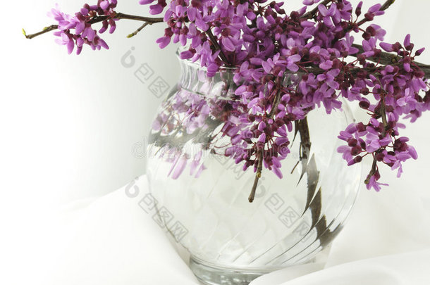 雪白的紫荆花花瓶
