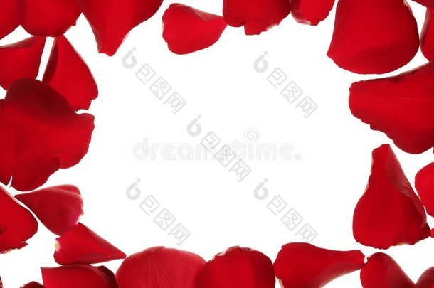 红玫瑰花瓣边框，白色复制空间