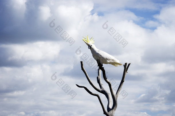 黄绿色鸟冠的白鹦鹉