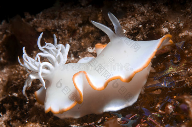 Ardeadoris Egretta nudibranch