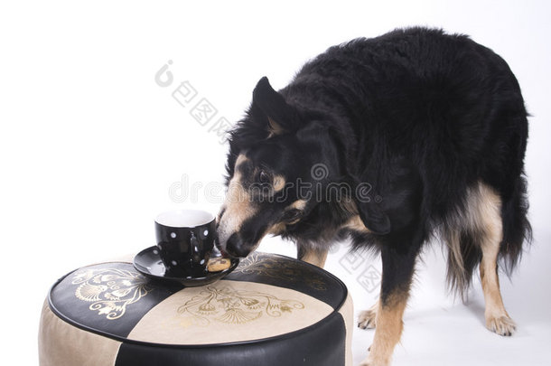 一杯咖啡的狗