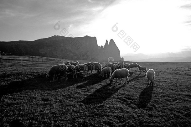 羊群-阿尔卑斯山