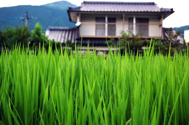 米饭和房子