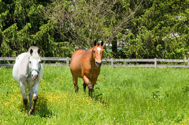 两匹马在牧场上