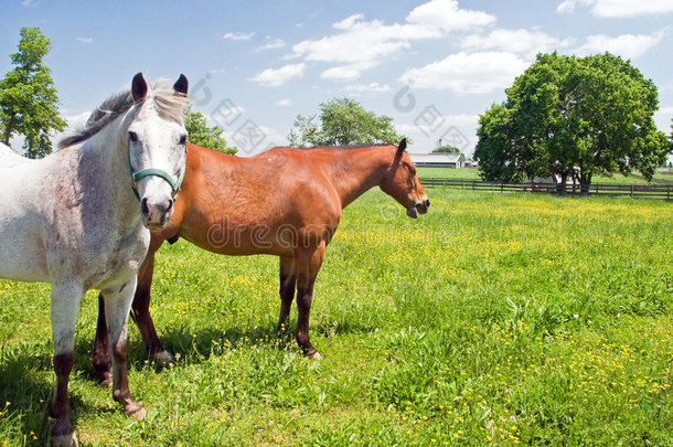 两匹马在牧场上