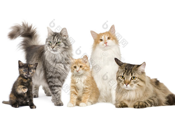 一组5只<strong>猫</strong>：挪威<strong>猫</strong>、<strong>西伯利亚猫</strong>和