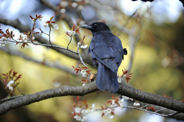 日本乌鸦，樱花季节