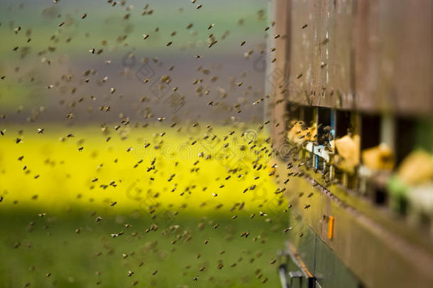 蜂巢入口处的蜜蜂<strong>飞来</strong>飞去