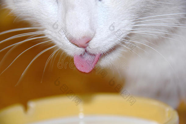 猫喝牛奶
