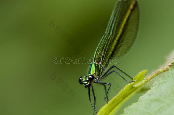 蜻蜓-libellula <strong>300dpi</strong>