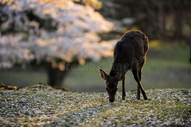 <strong>神鹿</strong>樱花，日本。
