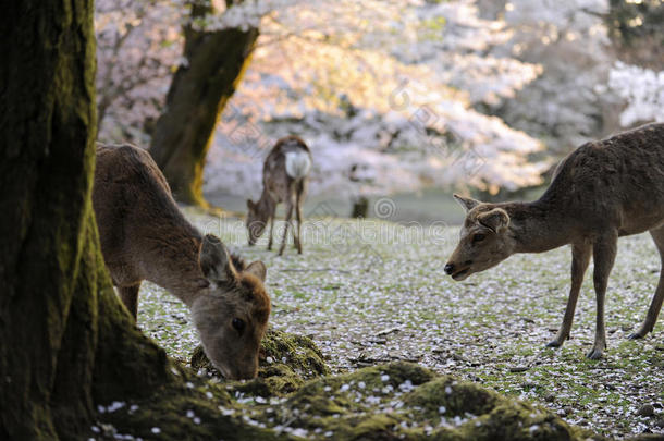 日本神鹿，樱花季节