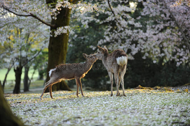 日本神鹿，<strong>樱花季</strong>节