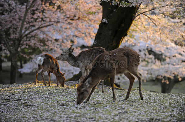 樱花季节的日本神鹿