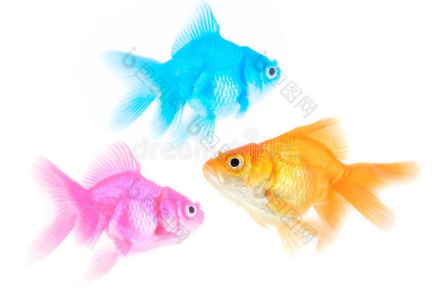 三种不同颜色的鱼