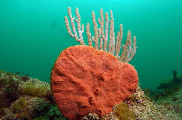 橙色珊瑚