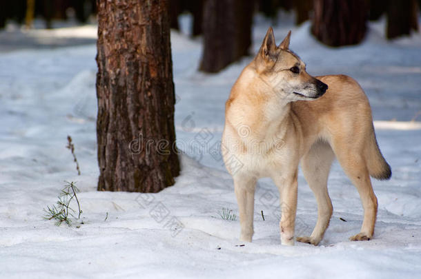 芬兰斯皮茨犬