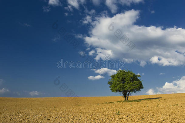 棕色的田野里，<strong>天空乌云</strong>密布，只有一棵树