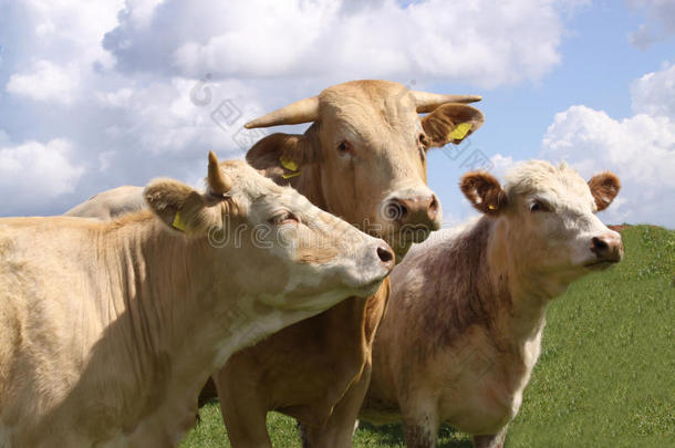 棕色奶牛摆姿势拍照