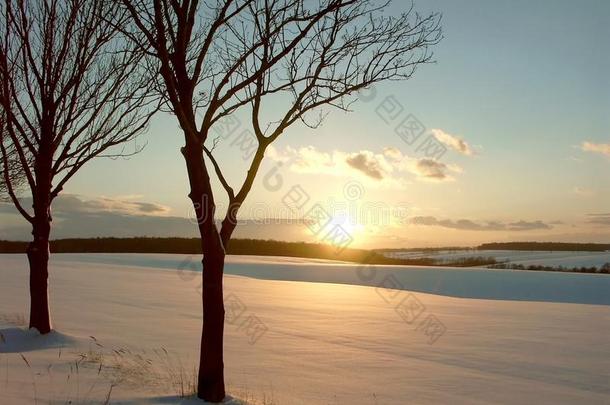 雪地上有树的冬日日落