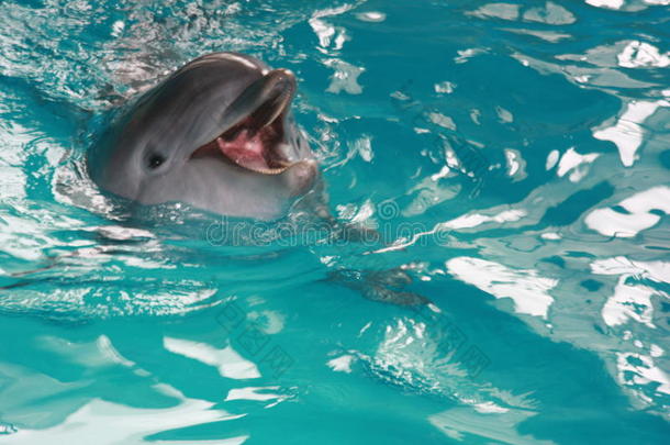 游泳海豚