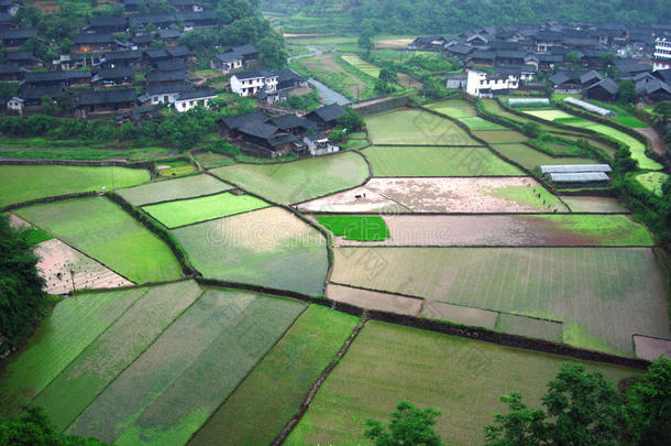 农民们在中国的稻田里劳作