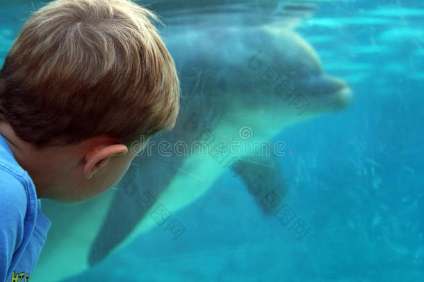男孩看着水下的<strong>海豚</strong>