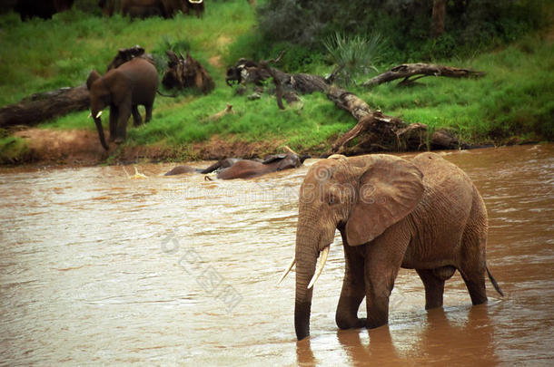 非洲象，桑布鲁野生动物保护区，肯尼亚