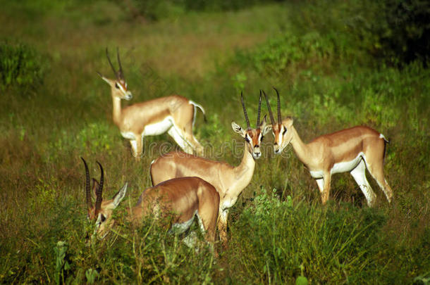 光明瞪羚，桑布鲁<strong>野生动物保护区</strong>，肯尼亚