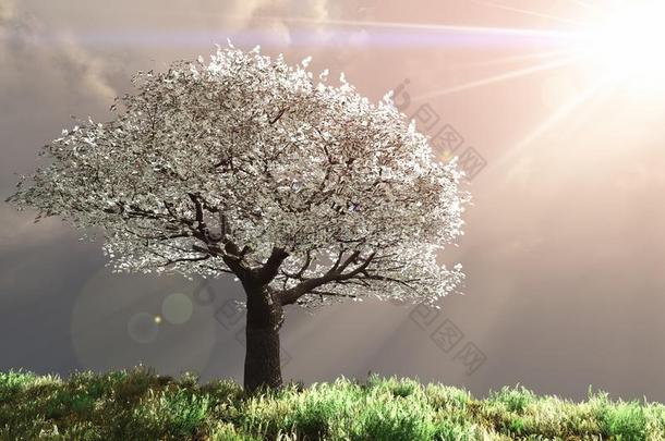 神光樱桃树