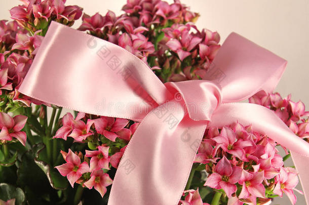 带蝴蝶结的粉红色小花