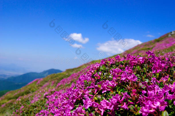 莱奥塔的杜鹃花