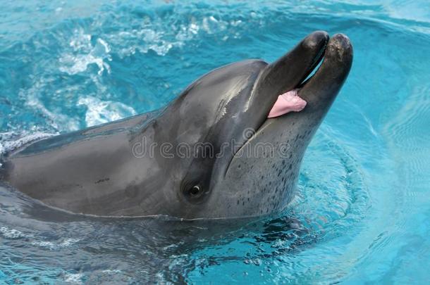 海豚和舌头