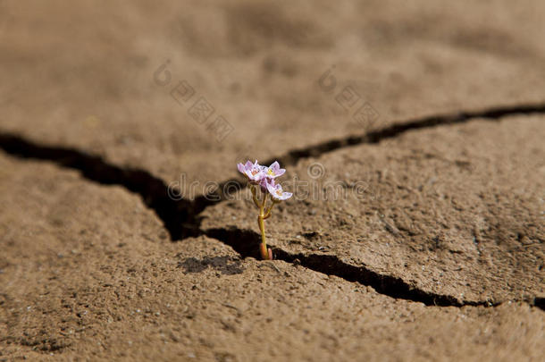 从干裂的土地上长出的花