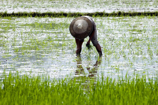 中国农民在稻田