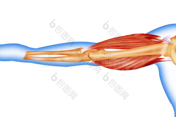 身体<strong>肌肉</strong>和骨骼