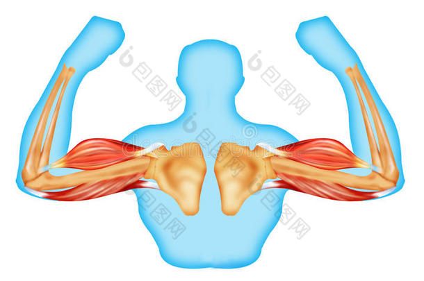 身体<strong>肌肉</strong>和骨骼