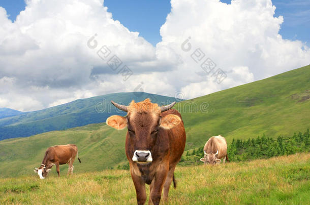 山地牧场上的奶牛