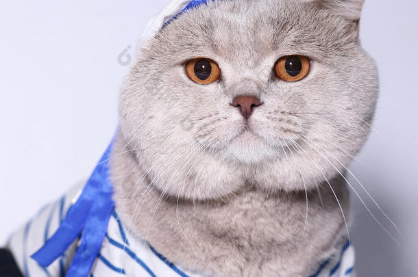 一只穿着<strong>水手服</strong>的猫的肖像。