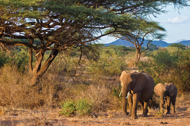 非洲丛林中行走的大象