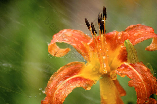 花药模糊滴液滴花