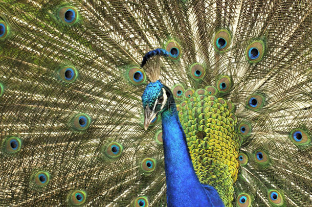 动物美丽的鸟蓝色明亮的