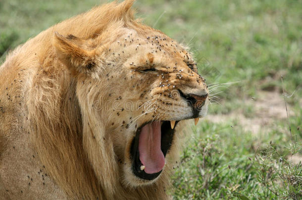 狮子-塞伦盖蒂野生动物园，坦桑尼亚，非洲