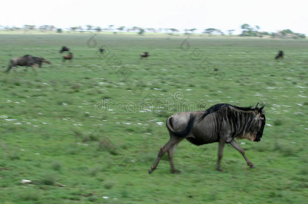 wilderbeast running-非洲坦桑尼亚野生动物园