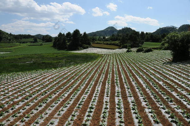 烤烟栽培<strong>标准化</strong>