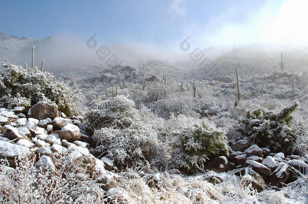 仙人掌上的雪