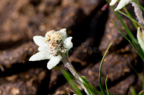 雪绒花美丽的山花